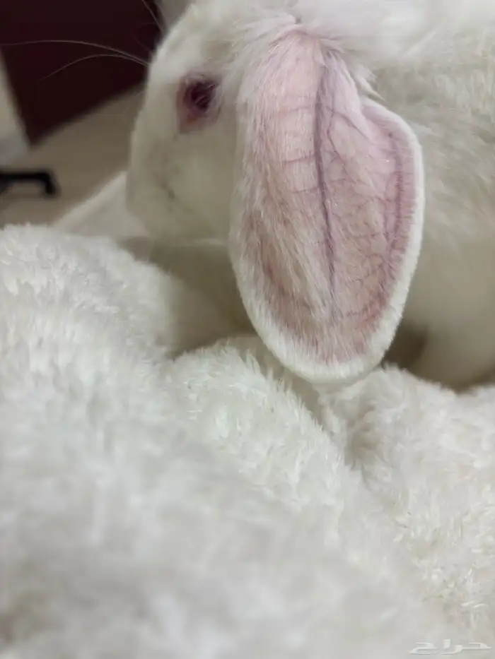 أرنب للبيع 0