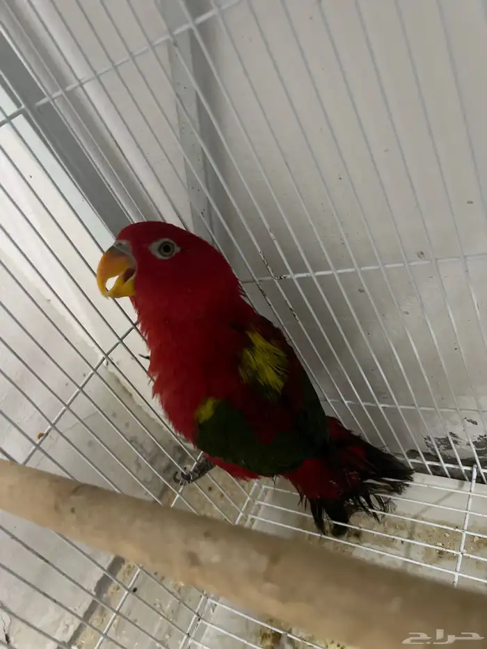 نوادر A انثى لوري شاترنج انثى لوري رد 1