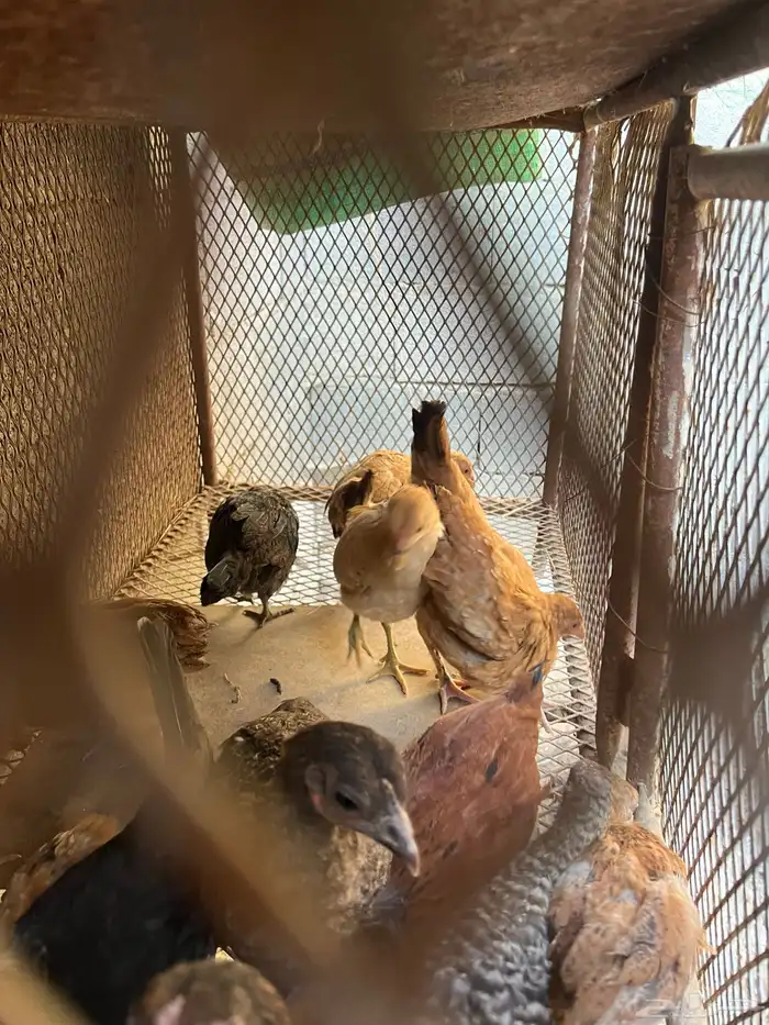 صيصان بلدي العدد 19 1