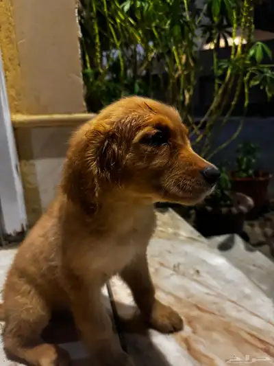 pure golden retriever index