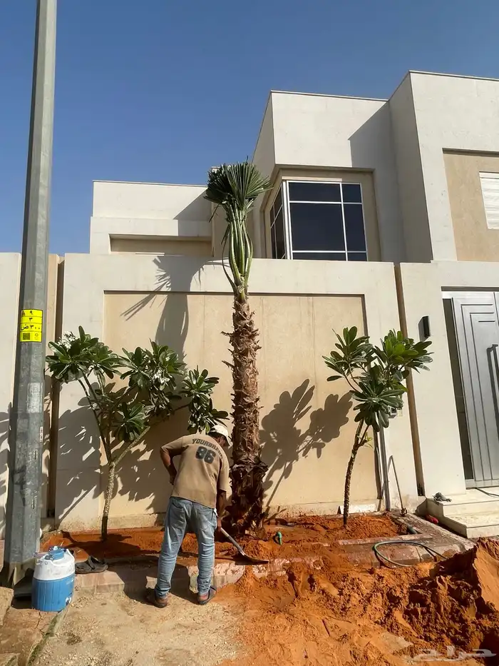 نخيلواشنطونيا للبيع بجميع انواع المقاسات 2