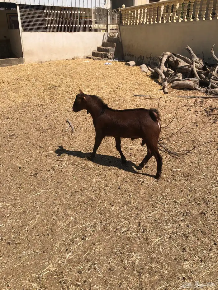 تيوس فحول نظيفة 7