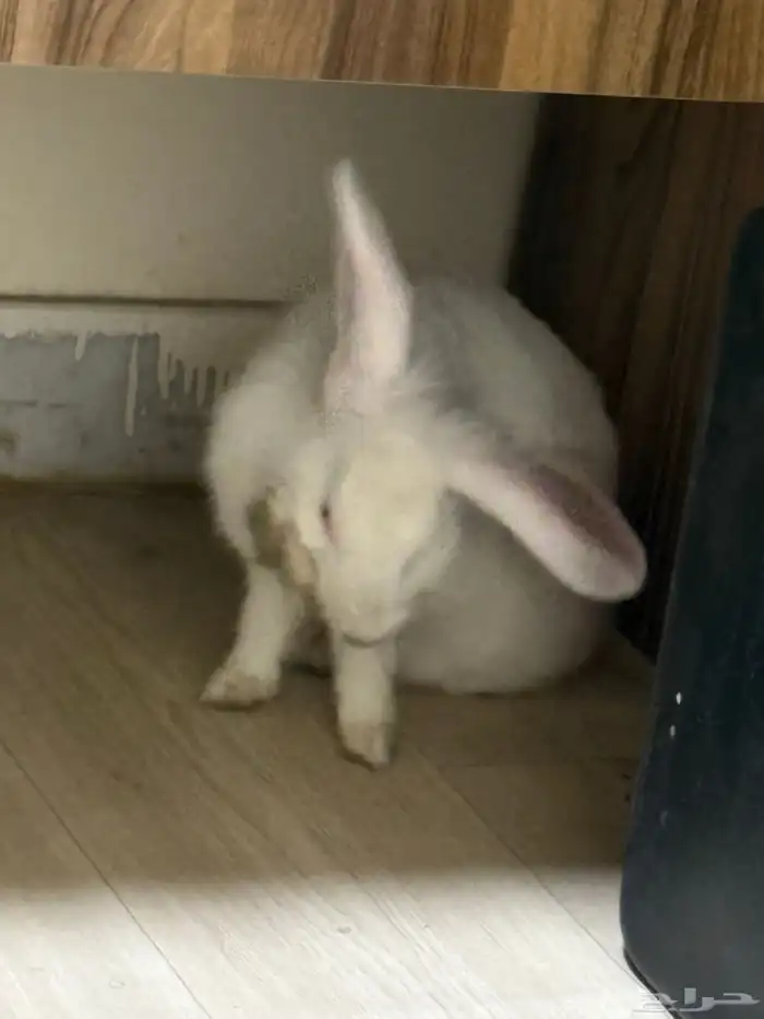 أرنب للبيع 3