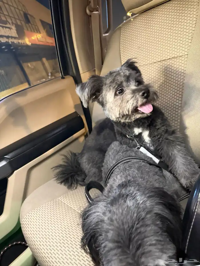 كلب مالتيز اسود ذكر وأنثى 5