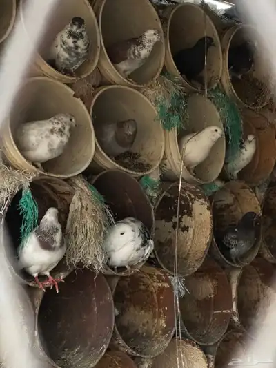 حمام للبيع index