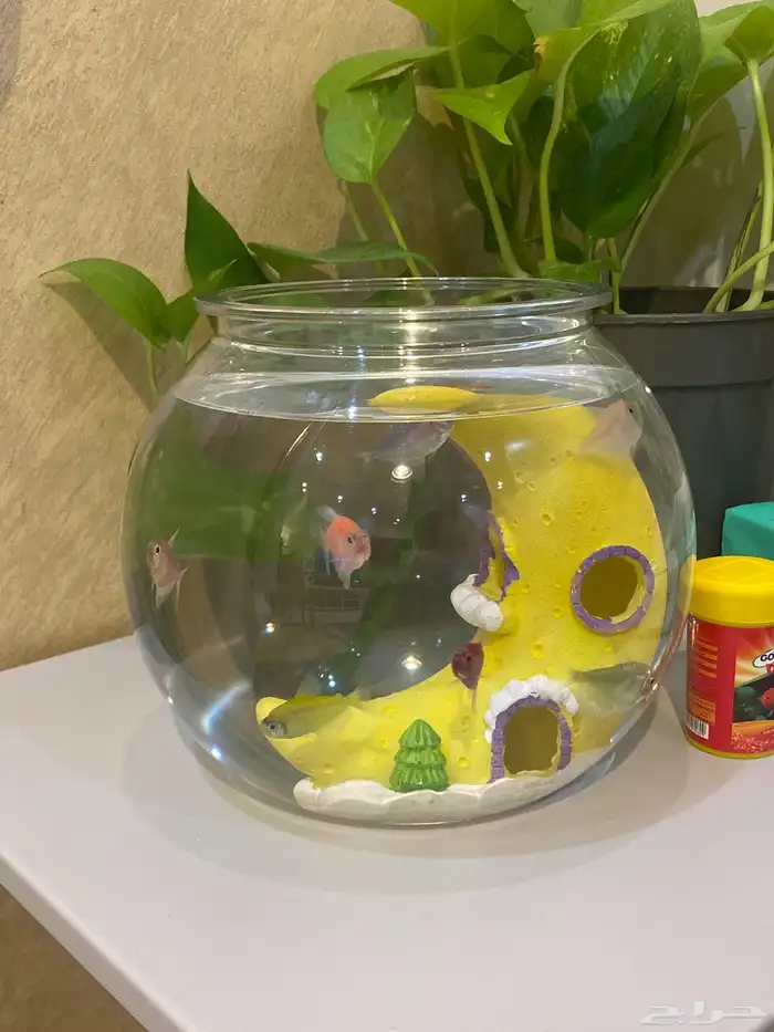 سمك للبيع مع علبة اكل وحوض وتحفة بالحوض كلها ب50 ريال 2