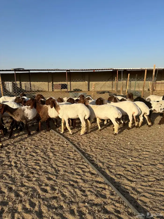 جذعات انعيم طيبه اللبييع 6