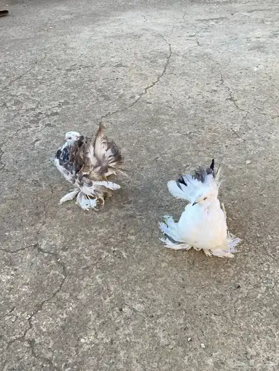 عشه حمام للبيع index