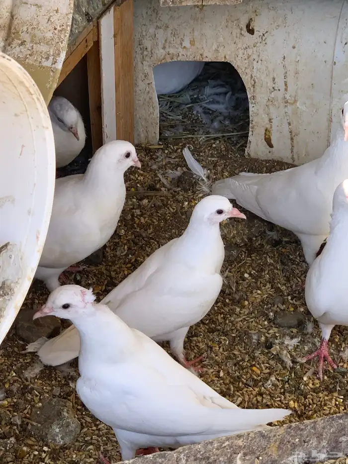 حمام فرنسي - زغاليل 1