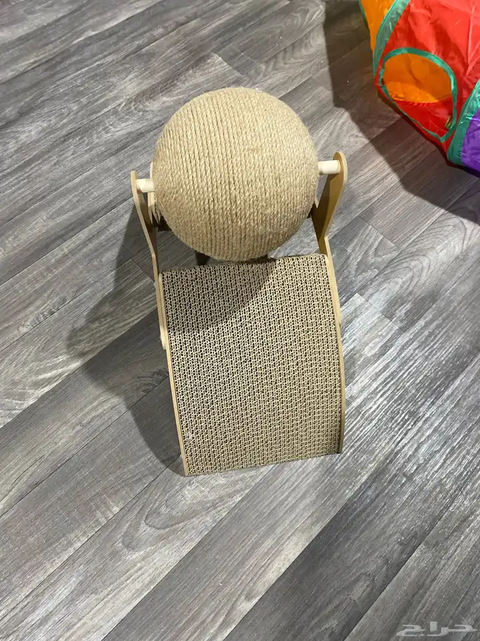 قط شيرازي العمر 2 شهر 4