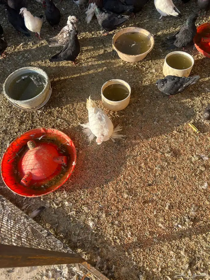 حمام مشكل كنق وباكستاني ونواع ثانيه 1