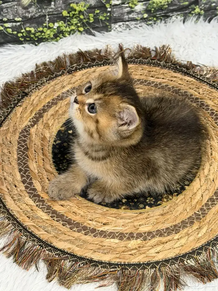 قطة سكوتش فولد العمر شهر و20 يوم 4