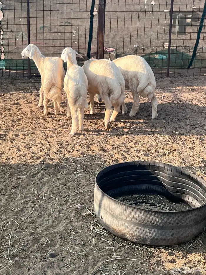 طليان جذعان 18