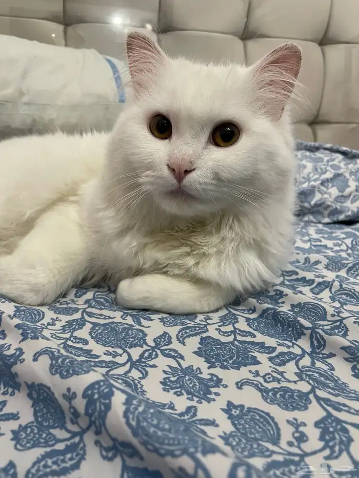 قط شيرازي للتبني 2