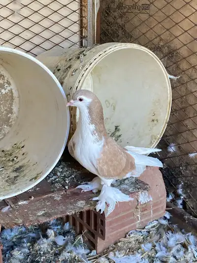 عشه حمام للبيع index