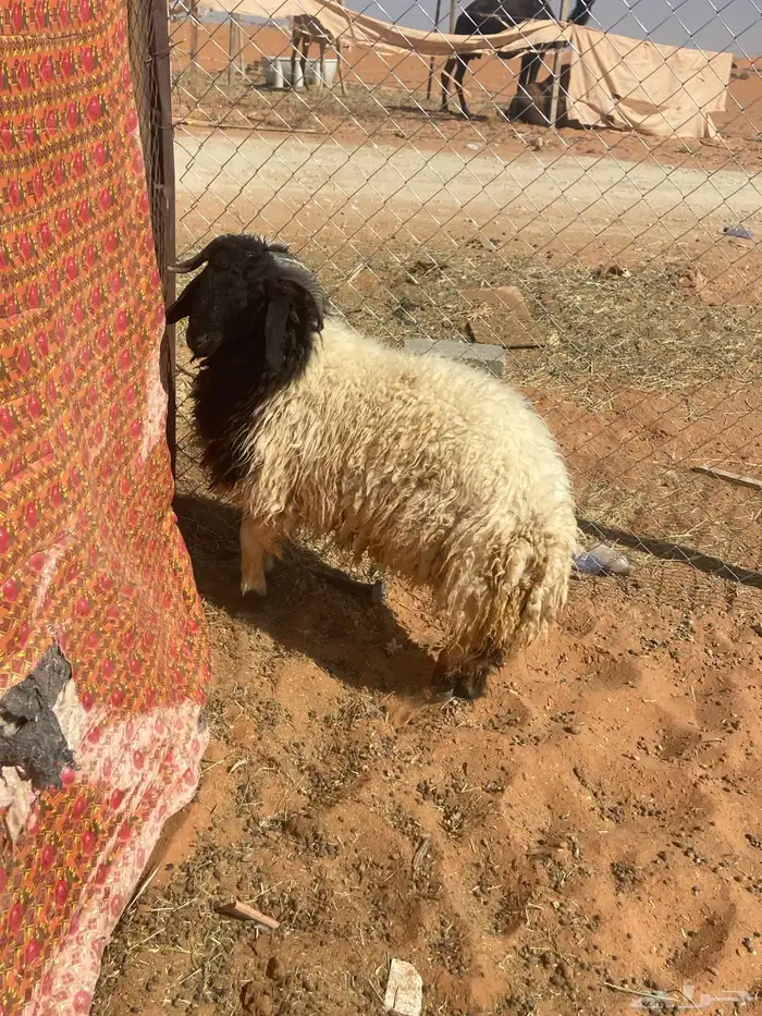 نعيمي جذع فاخر 0