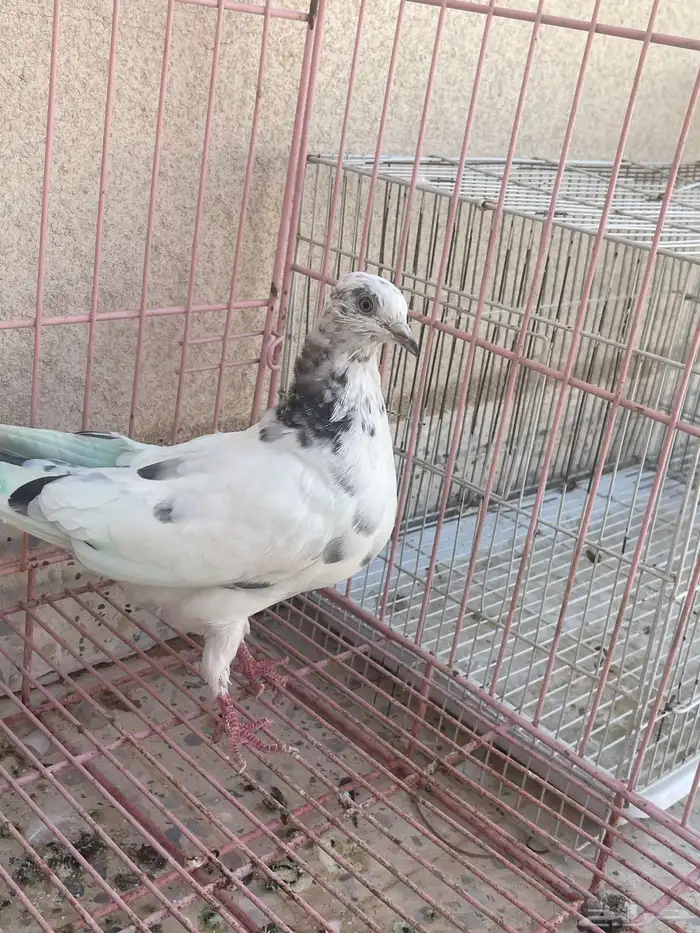 حمام هندي دم صافي قريب النتاج وفرد هندي انثا طبه 3