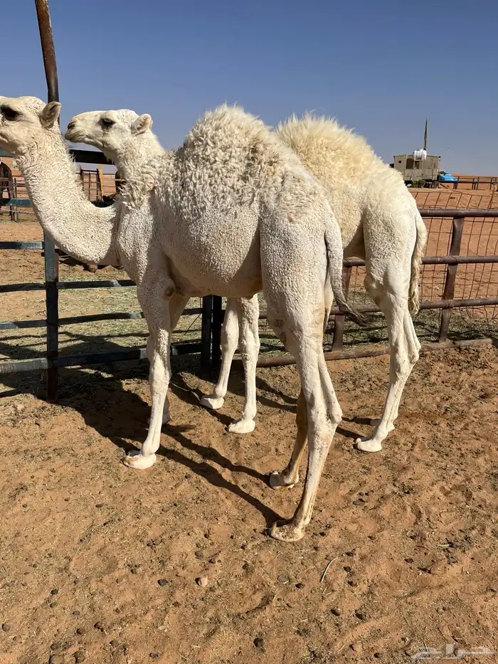 قعدان قصب 2 0