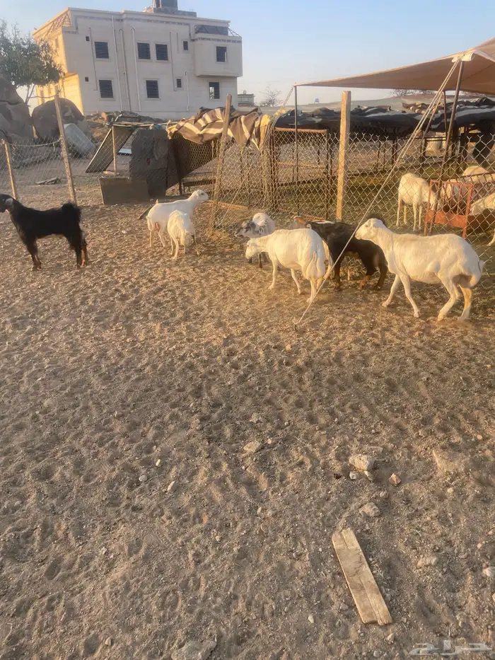 غنم دفيع صمع 2