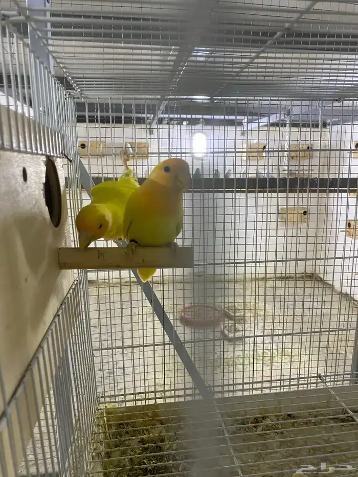 جوزين روز أورنج 3