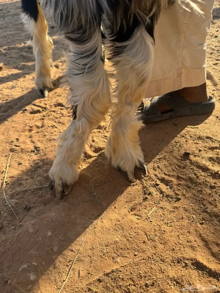 عرض طلي نجدي 1