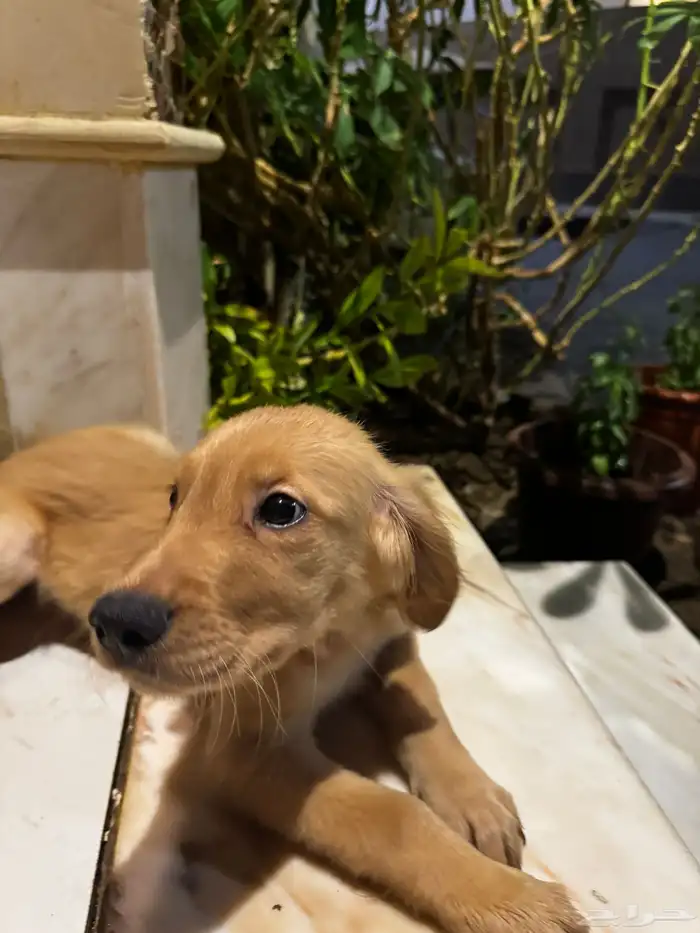 pure golden retriever 16