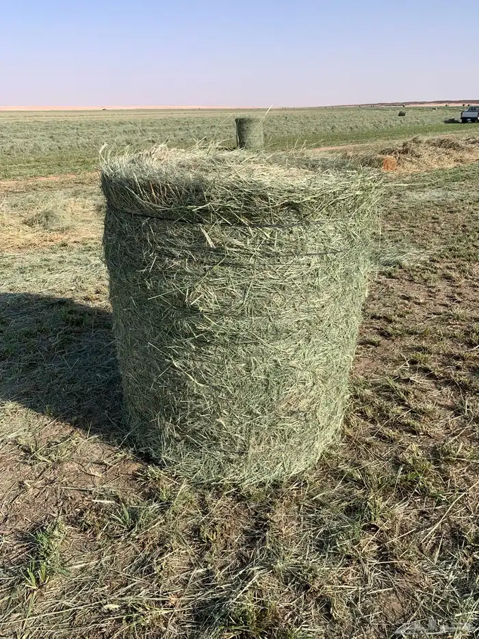 لفات رودس. ((( مبيوعه))) 0