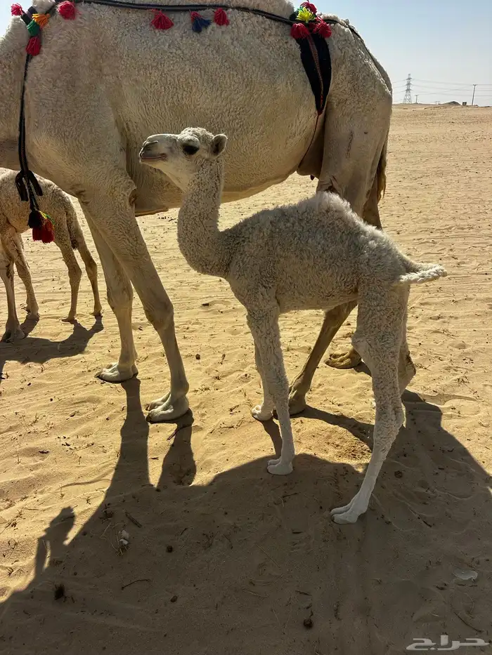 للبيع خلفه كفو حليب وهداوه 1