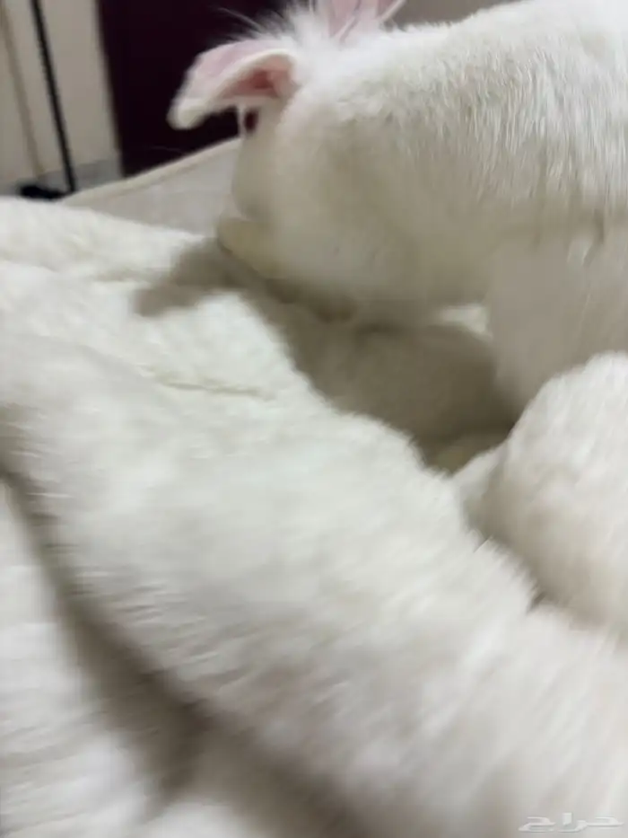 أرنب للبيع 1