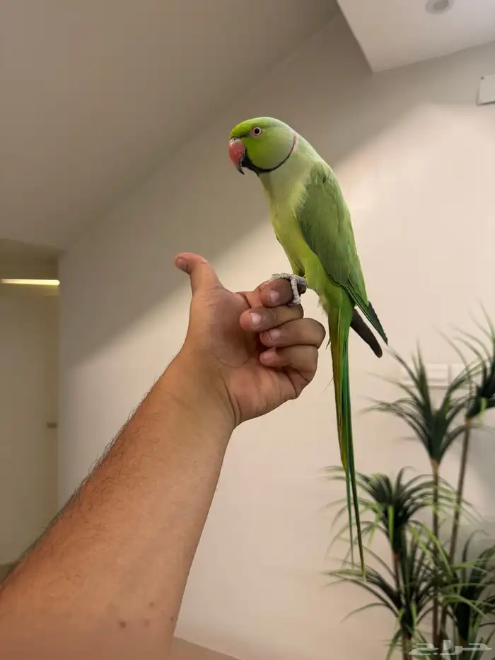 ذكر دره هندي اليف حمامه متكلم فوق عشر كلمات تم البيع 6