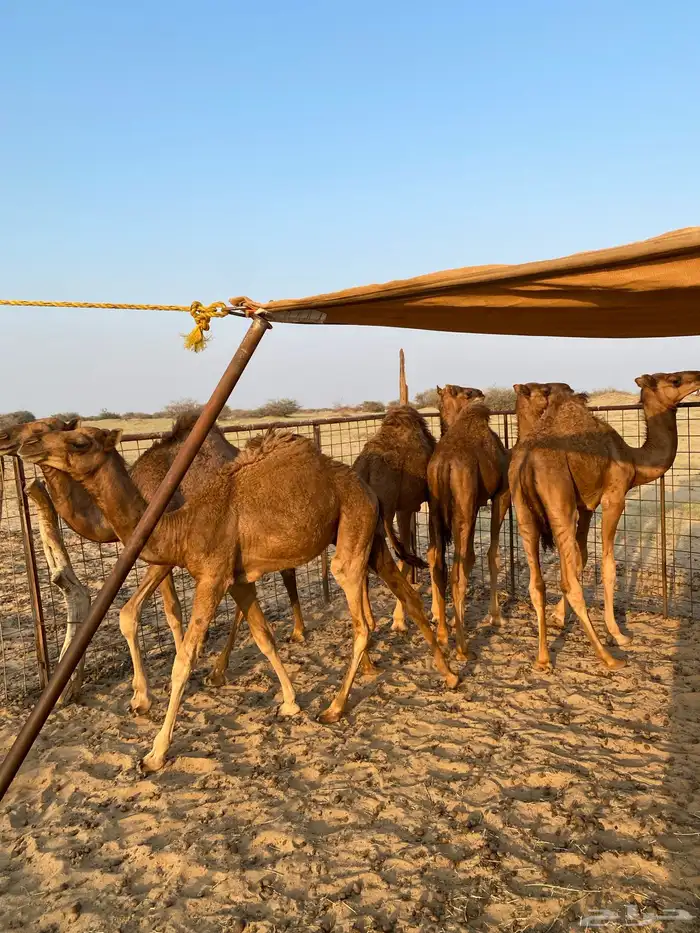 قعدان العدد7 فيها وحدة بكرا 0