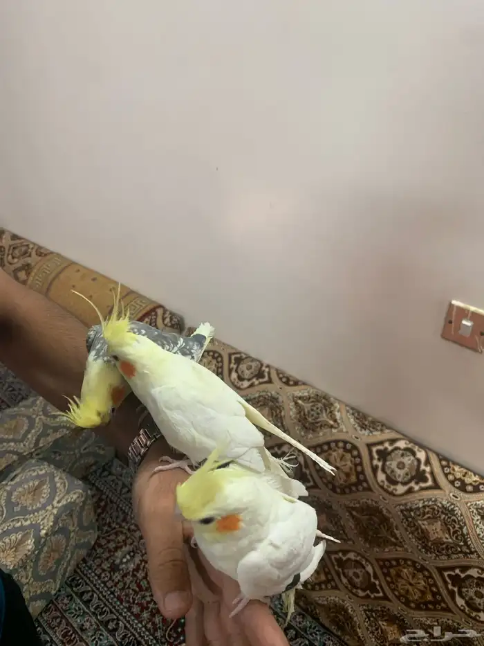 كروانات اليفه مفطومه 4