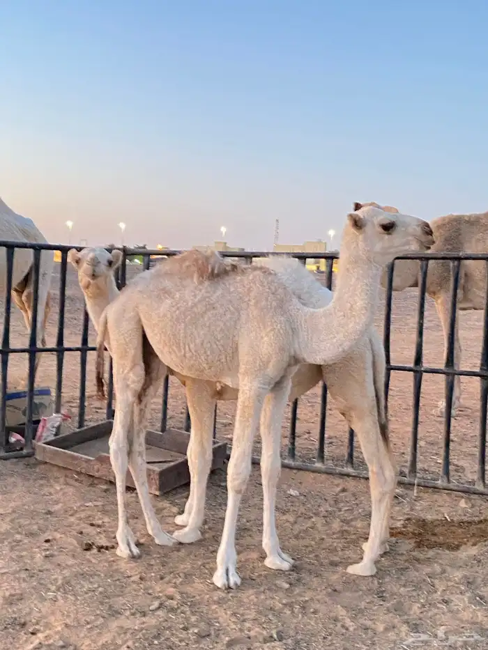 قعود مخلول 0