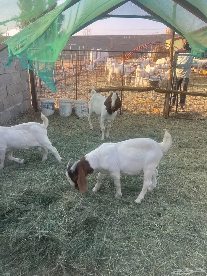 بورقوت تيوس بورقت 0