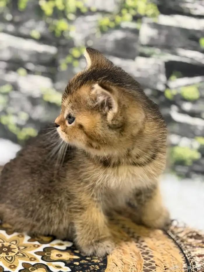 قطة سكوتش فولد العمر شهر و20 يوم 1