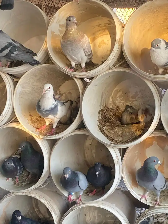 حمام زاجل العداد 110 جوز يزود ينقص مادري 2