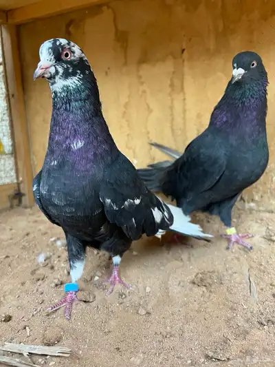 حمام قطيفي index