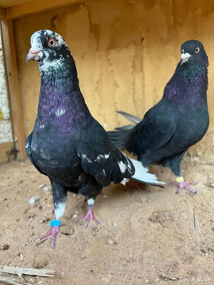 حمام قطيفي 1