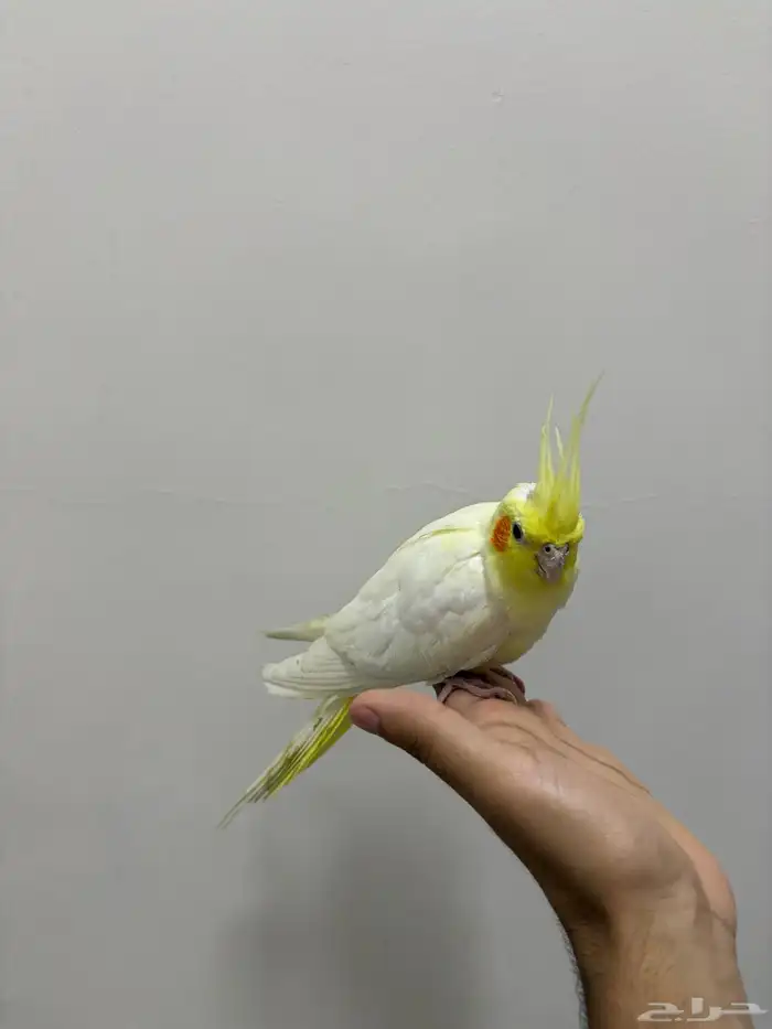 انثى كروان اليفه لاتينو 1