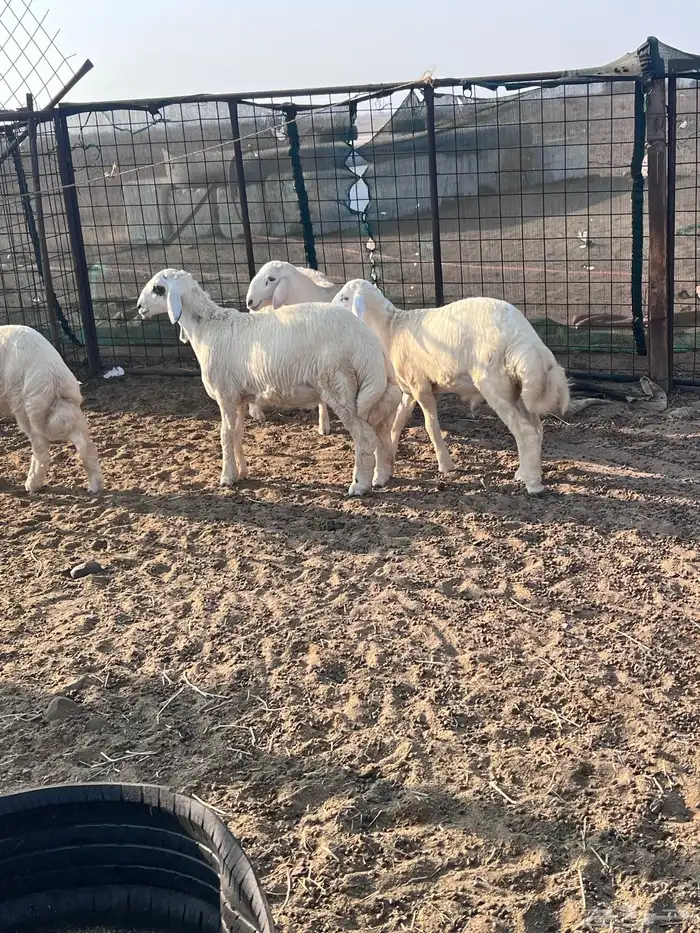 طليان جذعان 11