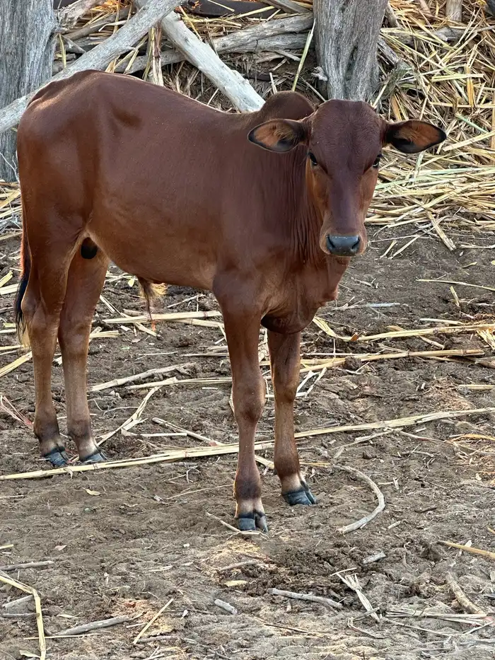 عجول العدد 3 1