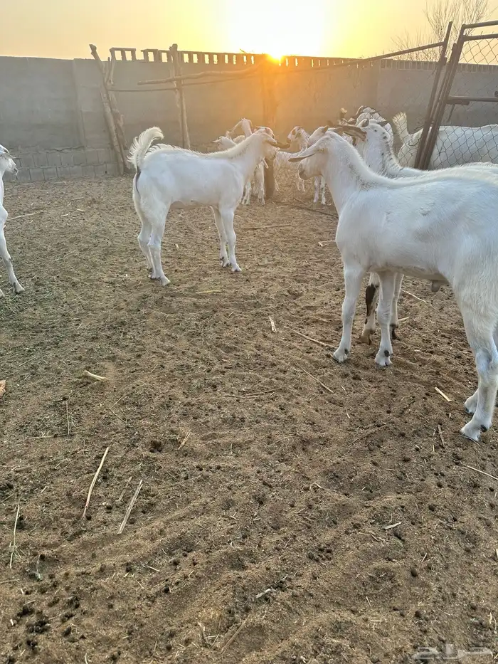 للبيع تيوس بيشية 0