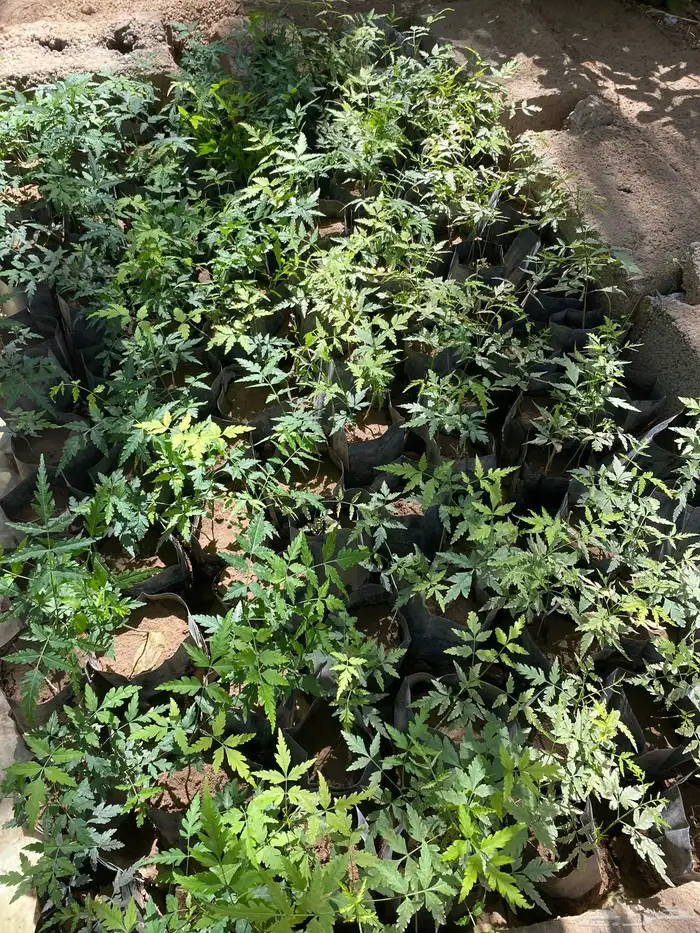 شتلات نيم جاهزه للبيع 0