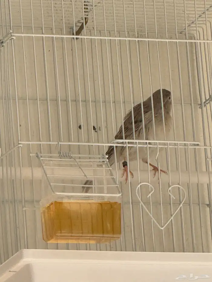 للبيع ذكر كناري اوربي 2