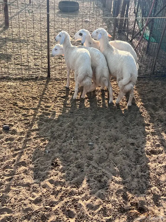 طليان جذعان 6