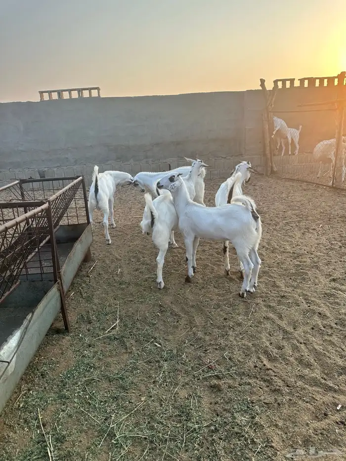 للبيع تيوس بيشية 1