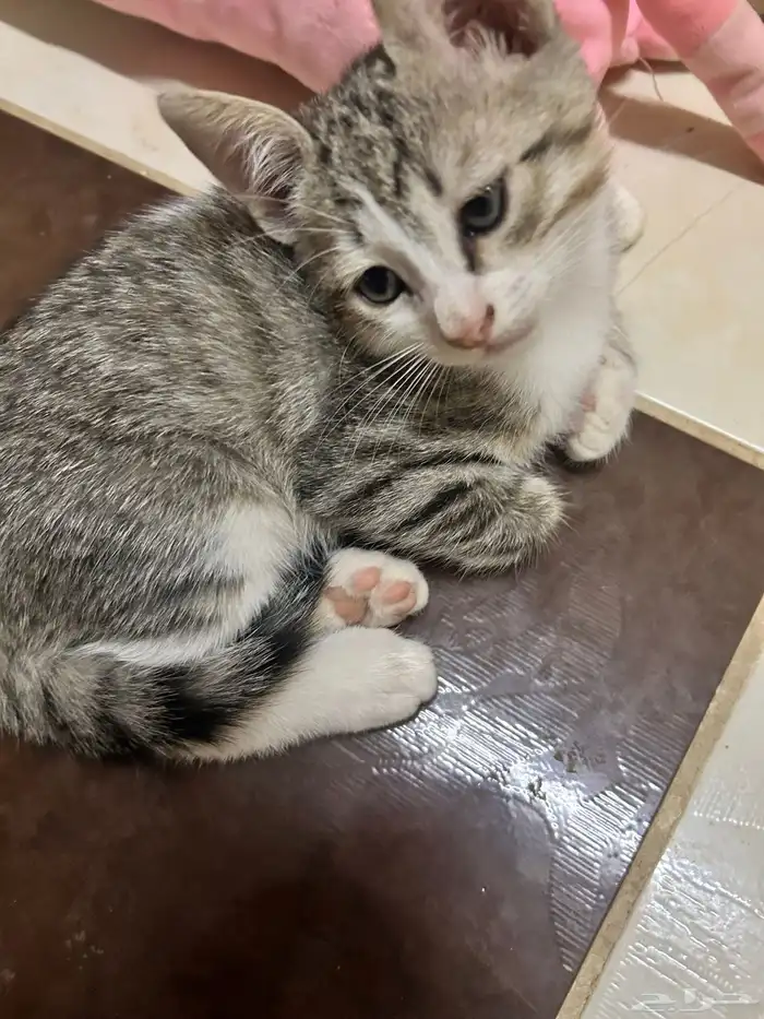 قط صغير لتبني لمن يخاف الله فيه 4