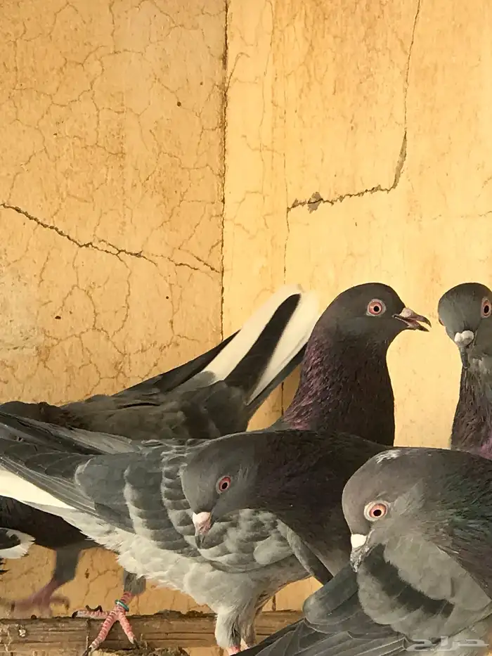 حمام قطيفي   قلابي 27