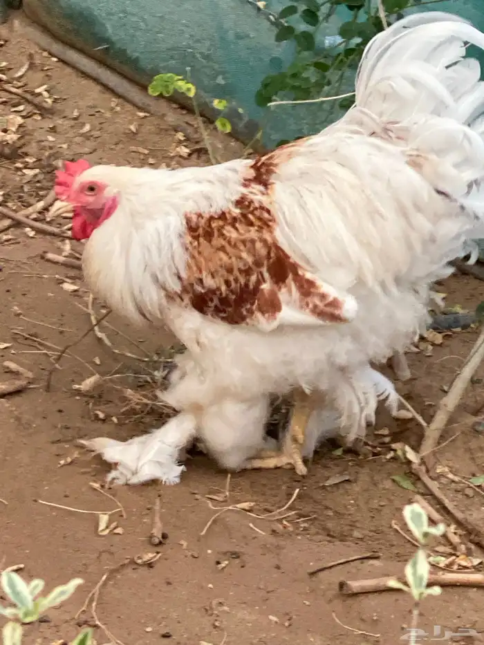 ديك براهما للبيع 8