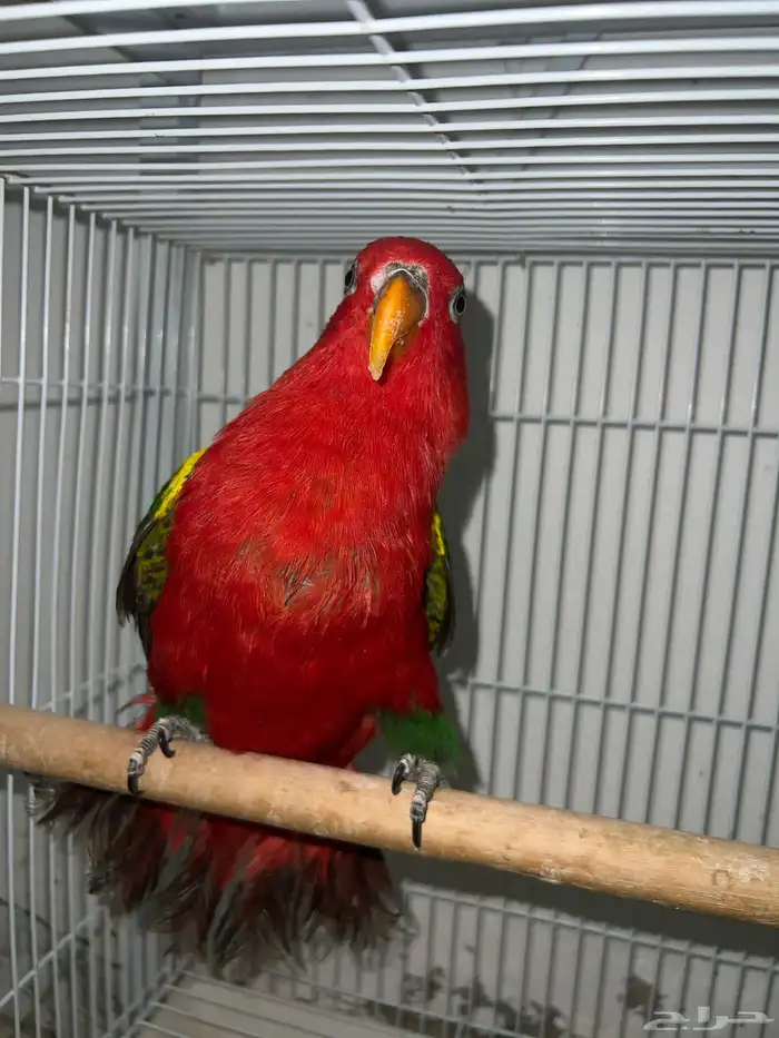 نوادر A انثى لوري شاترنج انثى لوري رد 0